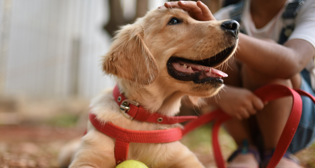 Terapia con i cani per bambini - Bodytech